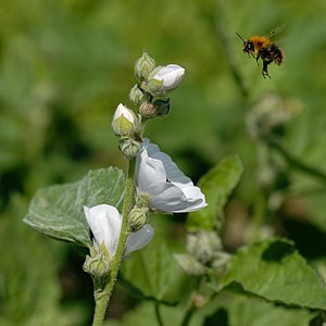 Echter Eibisch (Althaea officinalis)