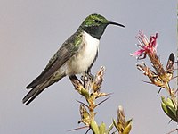 Grønhovudoreade, Oreotrochilus stolzmanni, Cordillera Huayhuash, Peru