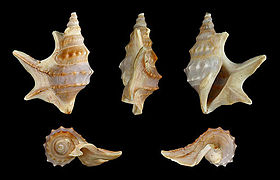 Cinco vistas da concha de A. pespelecani (Linnaeus, 1758),[2] a espécie-tipo do gênero Aporrhais da Costa, 1778[1] Espécime coletado no mar Mediterrâneo.