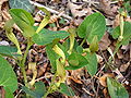 Aristolochia lutea