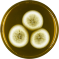 Aspergillus olivicola growing on MEAOX plate