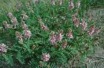 Miniatura para Astragalus bisulcatus