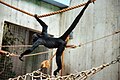 77. Scimmia ragno Ateles fusciceps - Primates