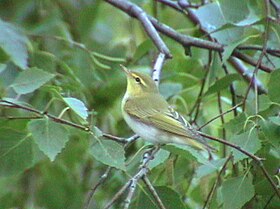 Phylloscopus trochilus