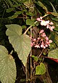 Sorte 'Lucerna', Habitus, gepunktete Blätter und Blütenstand.