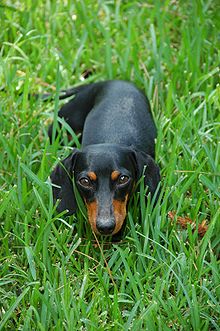 Black-and-tan smooth Dachshund.jpg