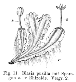 "Blasia pusilla" (ilustração de Strasburger em Lehrbuch der Botanik für Hochschulen, 1900).