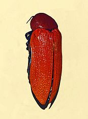 The jewel beetle has a shiny, brown exterior similar to that of a beer bottle. Buprestidae - Julodimorpha bakewelli.JPG