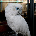 Endemický papoušek kakadu šalamounský (Cacatua ducorpsii)