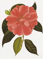 Miniatura para Camellia reticulata