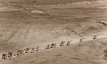 26/02: Caravana de dromedaris en la vall del Jordà