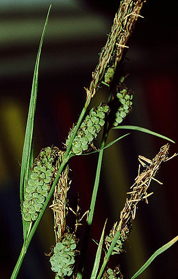 Gauruotoji viksva (Carex tomentosa)