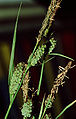 Ostřice plstnatá (Carex tomentosa)