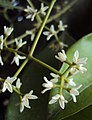 Chionanthus ramiflorus