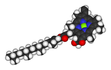 Space-filling model of the chlorophyll molecule. Chlorophyll-a-3D-vdW.png