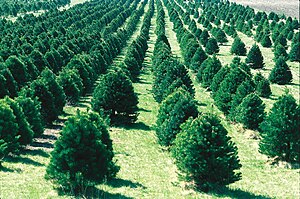 A Christmas tree farm in Iowa, United States.