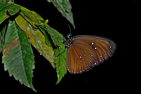 Ventral view