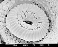 Coccolithus pelagicus