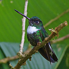 Kvitbrystinka, Coeligena torquata Foto: Joseph C Boone