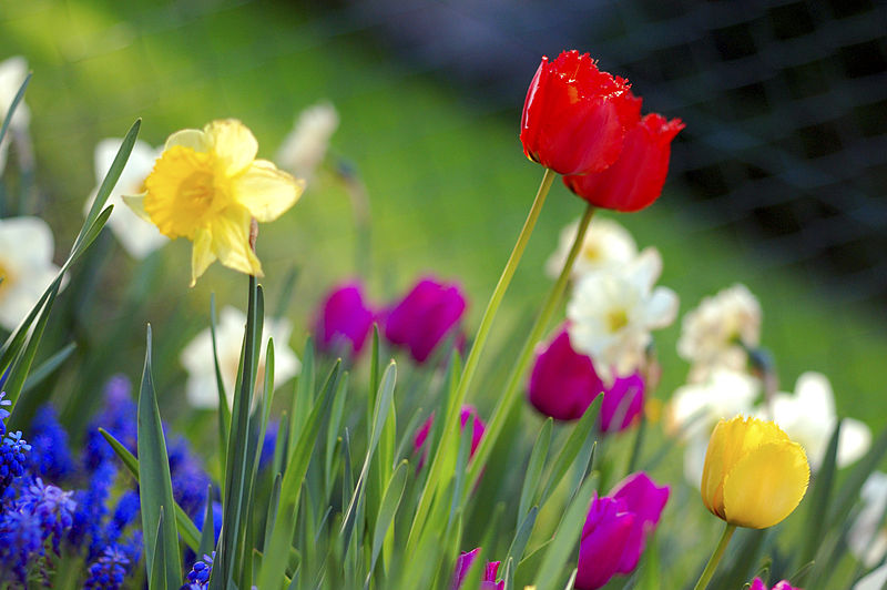 پرونده:Colorful spring garden.jpg