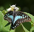Common Jay Graphium doson on its flower in Hyderabad, India.