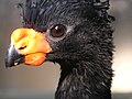 A young male wattled curassow.