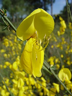 Description de l'image Cytisus grandiflorus b.jpg.