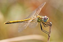 Libelinha da espécie Sympetrum fonscolombii