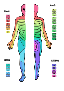 Betäubte Dermatome bei einer mittelhohen Spinalanästhesie