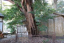 八幡神社のイスノキ