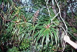Dracophyllum latifolium