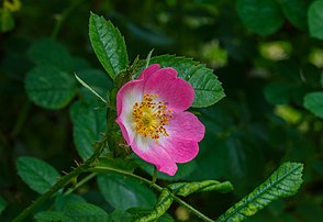 Fleur de rosier pimprenelle. (définition réelle 4 617 × 3 172)