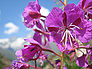 Flower: Fireweed