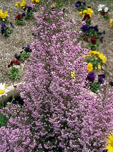 Erica canaliculata1.jpg