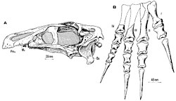 Erlikosaurus skull and foot.jpg