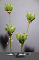 Flerfoldsfrugt af knoldet mjødurt (Filipendula vulgaris). Delfrugterne er små nødder (achener), der er fæstede på blomsterbunden.