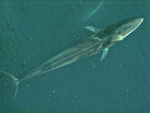 Fin Whale from the air.