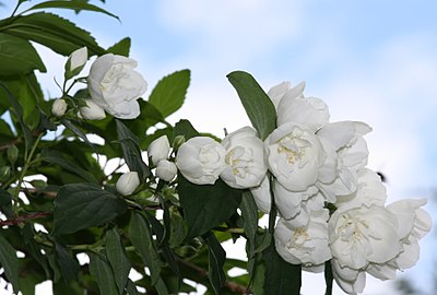 Fleurs groupées.