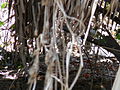 Doppelspornfrankolin Double-spurred Francolin