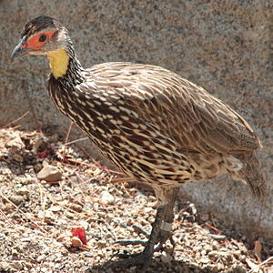 Flavkola frankolino, ĉe bestoĝardeno de San Diego, Kalifornio