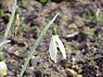 Groot sneeuwklokje (Galanthus elwesii)