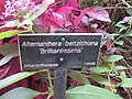 'Brilliantissima' cultivar