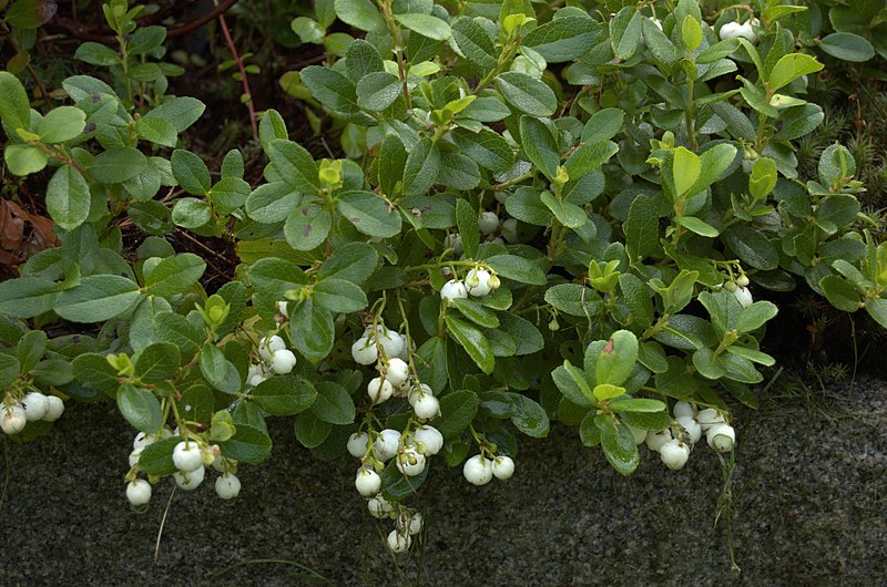 File:Gaultheria miqueliana aka Miquels spicywintergreen in botanical gargen gothenburg sweden.jpg