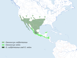 Spriadkoord jonkgreen: G. californianus laachtgreen: G. velox