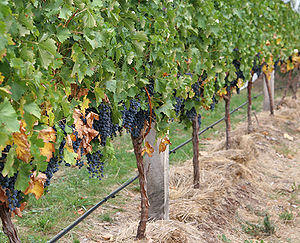 Grape vines and their canopies