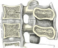 Sezione sagittale mediana di due vertebre lombari e dei loro legamenti.