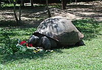 Harriet the Tortoise in 2002