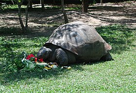 Harriet (Geochelone nigra darwini), een zeer oud exemplaar.