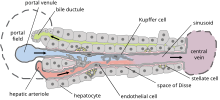 Cells, ducts, and blood vessels Hepatic structure2.svg