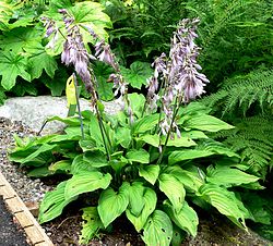 Hosta fortunei 'Picta'